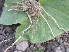 黃瓜根結線蟲病 黃瓜根結線蟲病