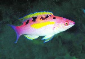 發光瀨魚 發光瀨魚