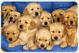 幫狗狗找骨頭 幫狗狗找骨頭