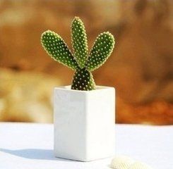 金烏帽子仙人掌 金烏帽子仙人掌