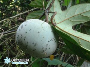 腺點油瓜 腺點油瓜