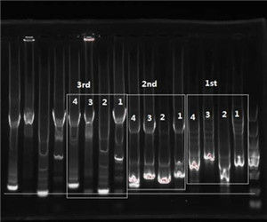 tailPCR tailPCR