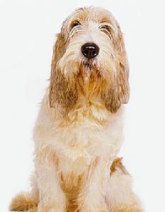 小型格里芬巴塞特犬