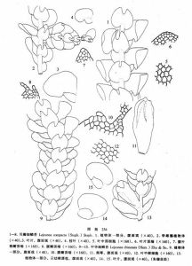 耳瓣細鱗苔 耳瓣細鱗苔