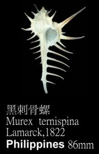 黑刺骨螺 黑刺骨螺