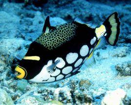 花斑擬鱗魨 花斑擬鱗魨