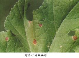 苦瓜(鏈格孢)葉枯病 苦瓜(鏈格孢)葉枯病