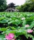 曲苑風荷[杭州西湖景點]