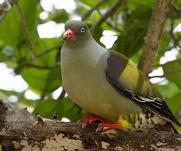 非洲綠鳩 非洲綠鳩