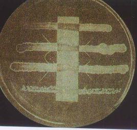 Elek平板試驗 Elek平板試驗