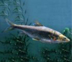 雲南光唇魚