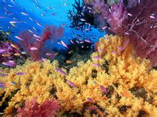 絢麗的珊瑚礁