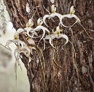 沒有葉子的奇妙蘭花