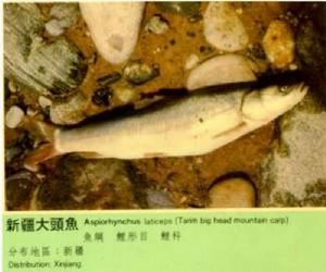 新疆大頭魚