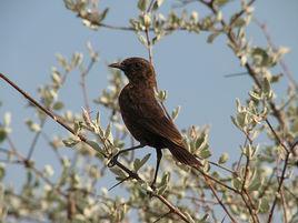 南方蟻鵖 南方蟻鵖