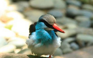 藍胸翡翠 藍胸翡翠