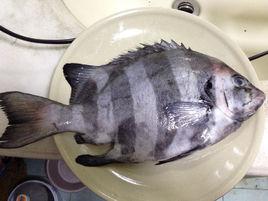 石鯛魚 石鯛魚