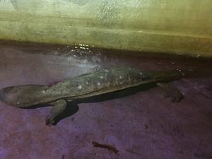 大鯢腐皮病 大鯢腐皮病