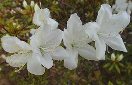 白杜鵑花 白杜鵑花