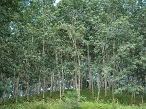 小巴傘村 小巴傘村