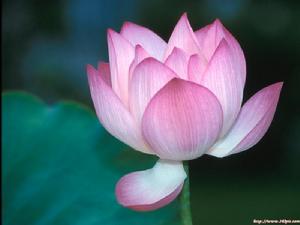 黃龍死心新禪師小參 黃龍死心新禪師小參