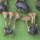 桑實杯盤菌 桑實杯盤菌