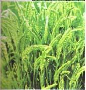 扁穗冰草 扁穗冰草