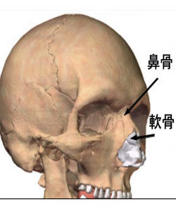 鼻骨