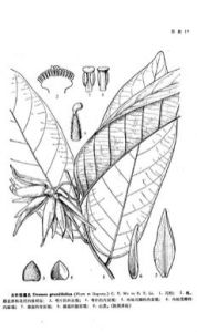 大葉假鷹爪 大葉假鷹爪