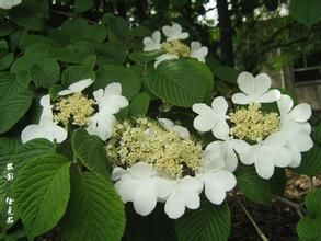 蝴蝶莢迷 蝴蝶莢迷