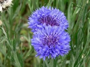 矢車菊屬 矢車菊屬
