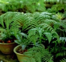 楔形廣南蕨 楔形廣南蕨