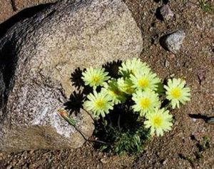 荒漠蒲公英 荒漠蒲公英