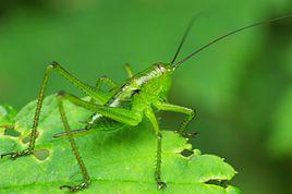 螽斯[昆蟲綱動物]