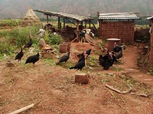 大九渡村自然村-特色養殖