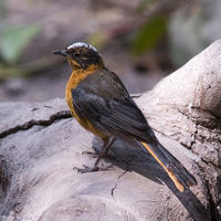 白冠歌鵖 白冠歌鵖