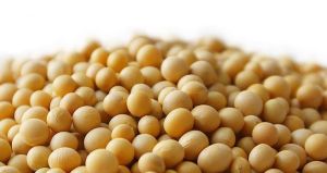 大豆