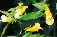 齒萼鳳仙花 齒萼鳳仙花