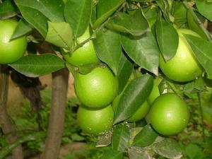 （圖）經濟林果 