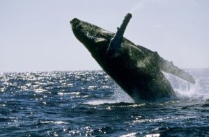 座頭鯨 