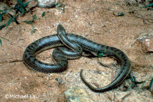 黑斑水蛇