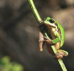 秦嶺雨蛙 秦嶺雨蛙