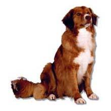 新斯科舍水鴨引誘尋獵犬 新斯科舍水鴨引誘尋獵犬