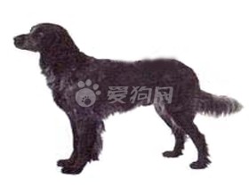 藍色匹卡迪檔獵犬