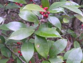 厚葉冬青 厚葉冬青