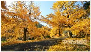 中國銀杏之鄉[廣東省韶關市南雄市]