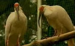 朱鷺[漢代樂府詩歌]