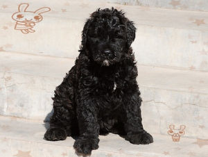 法蘭德斯牧牛犬 法蘭德斯牧牛犬