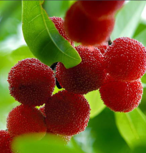 光葉楊梅 光葉楊梅