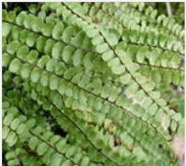 美麗雲草 美麗雲草